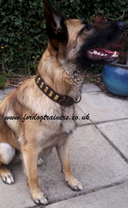 Elegant Dog Collar for Shepherd