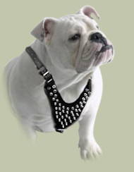Best Spiked leather dog harnesses for English Bulldog