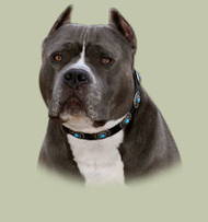 Pitbull Leather Dog Collar with Blue Stones