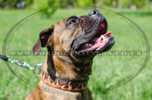 Handmade Dog Collar for Boxer Dog Training