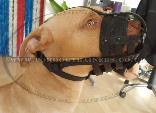 Pit Bull Terrier Dog Muzzle UK Bestseller