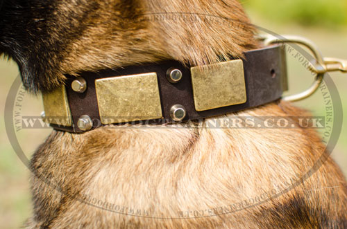 choose dog collar for shepherd dogs