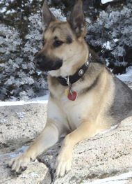 German Shepherd Dog ❺ Collar With Silver Conchos