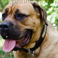 Leather Dog Collar for Cane Corso with ID Metal Plate