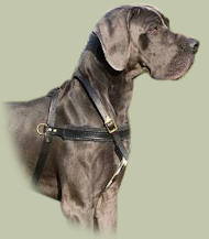 Great Dane leather tracking dog harness UK Great Dane leather tracking dog harness UK