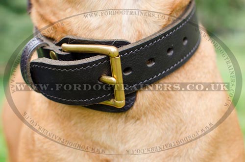 2 Ply Leather Dog Collar with Buckle