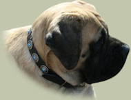 Bullmastiff Hundehalsband aus Leder mit blauen Steinen Bullmastiff Hundehalsband aus Leder mit blauen Steinen