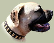 Bullmastiff Hundehalsband aus Leder mit Messingschildern Bullmastiff Hundehalsband aus Leder mit Messingschildern