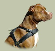 Pitbull Tracking /Pulling/Walking Leather Dog Harness uk Pitbull Tracking /Pulling/Walking Leather Dog Harness uk