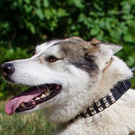 Leather Collars with Square Rivets for Husky Style