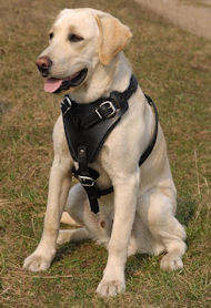 Protection/Attack Leather Dog Harness H1 for Labrador Protection/Attack Leather Dog Harness H1 for Labrador