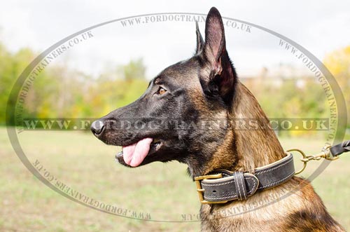 Soft Leather Dog Collars for Belgian Malinois, Nappa Padded