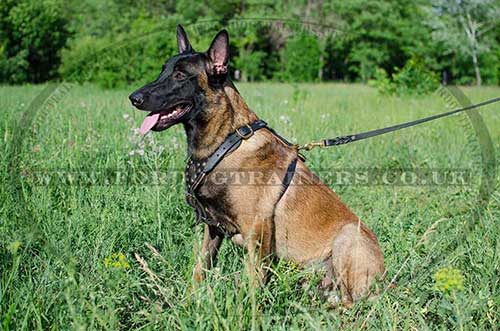 Belgian Malinois Harness for Dogs | Leather Dog Harness for Sale