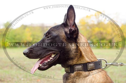 Belgian Malinois Collars for Dogs with Nickel Plates