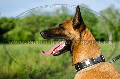 Dog Collar for Belgian Shepherd with Brass Plates