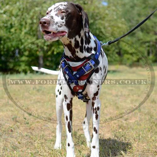 Best Dog Harness For Dalmatian "American Pride"