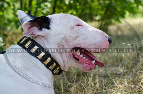 Bull Terrier Collar with Brass Plates | New Leather Dog Collar