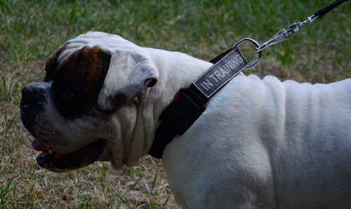 American Bulldog Collars UK with Patches + Quick Release Buckle