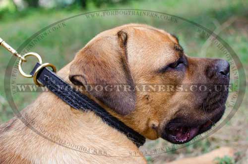 Cane Corso Dog Choke Collar | Dog Training Collar Braided Style