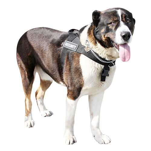 Large Dog Harness for Caucasian Shepherd | Stop Dog Pulling Tool