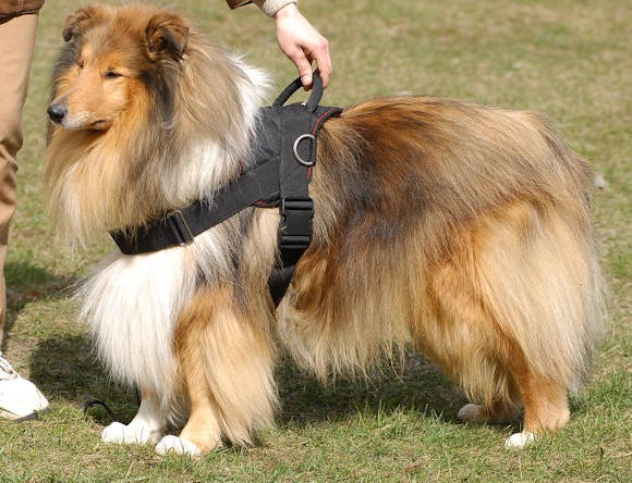 Nylon Dog Harness for Collie | Collie Harness UK Bestseller