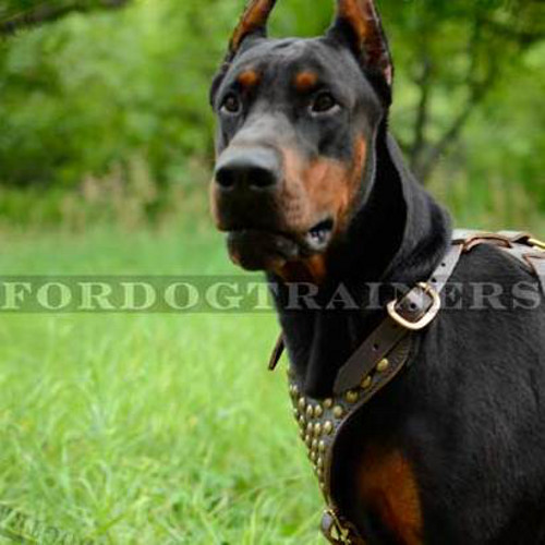 Leather Dog Harness with Brass Studded Decor for Doberman