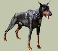Royal Dog Studded Leather Harness for Doberman Royal Dog Studded Leather Harness for Doberman