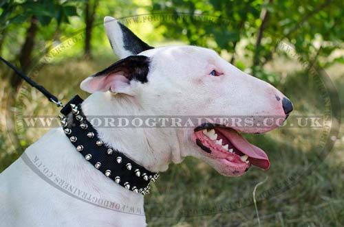 English Bull Terrier Collar Spiked Nylon Strong Brave Design