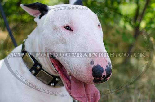 English Bull Terrier Collars with Strong and Elegant Style