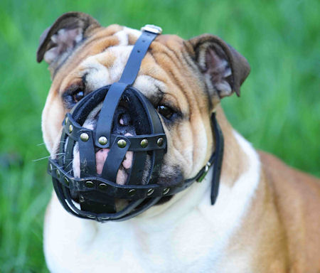 Soft Leather Muzzle for Bulldog Flat Snout, Perfectly Ventilated