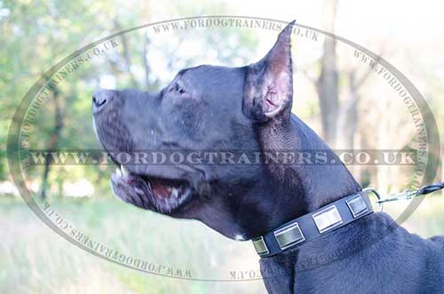 Great Dane Dog Collar for Strong Dogs | Large Dog Collar