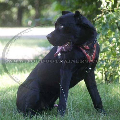 Dog harness "Flame" for Cane Corso