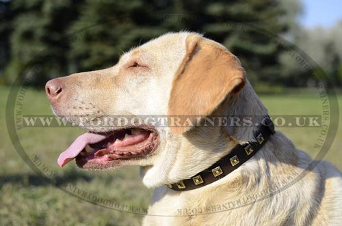 Labrador Collars UK with Brass Studded Design