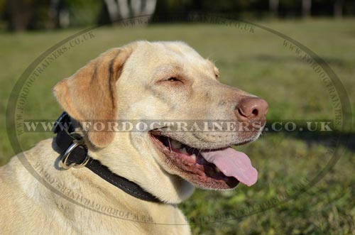 Labrador Collars UK Classic Design | Leather Dog Collar for Lab