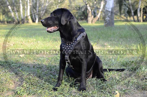 Labrador Harness for Medium and Large Dog Walking, Spiked Design