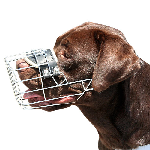 Labrador Muzzle Wire Basket | Best Dog Muzzle UK for Lab - Click Image to Close