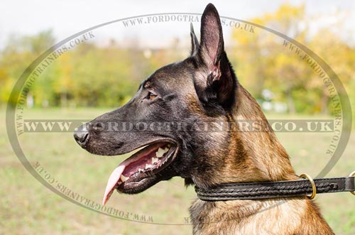 Malinois Training Dog Collar Choker Braided Design