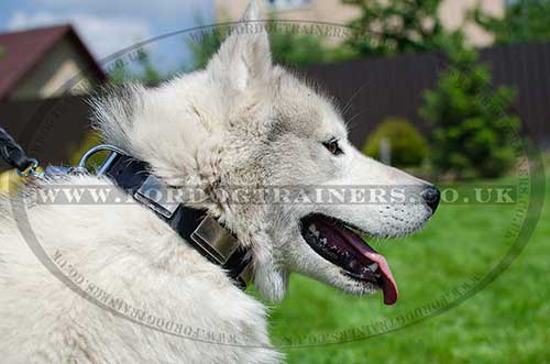 Leather Dog Collar with Plates for Husky