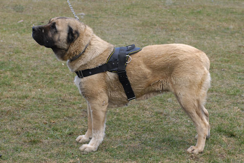 Medium+sized+dog+breeds+that+don