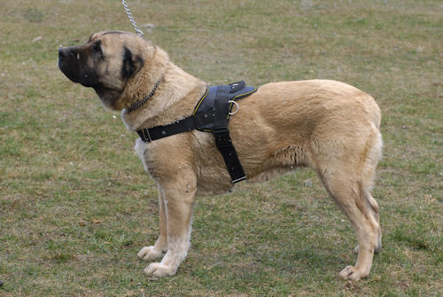 Dog Harness with Handle | Caucasian Shepherd Harness Best Choice