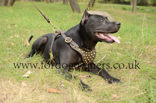 Pitbull Harness Studded with Brass | Pit Bull Terrier Harness UK
