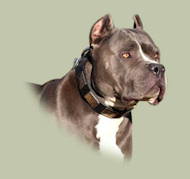 Leather Dog Collar With Vintage Massive Plates for Pitbull