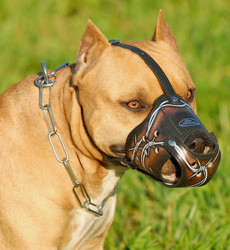 Painted leather dog muzzle