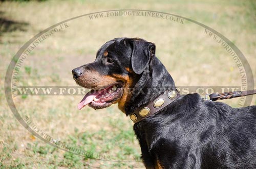 Quality Leather Collars for Large Dogs | Vintage Dog Collars