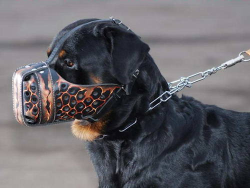 Rottweiler Muzzle Exclusively Hand Painted "Volkano"