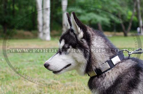Siberian Husky Dog Collar | Nylon Dog Collar for Husky