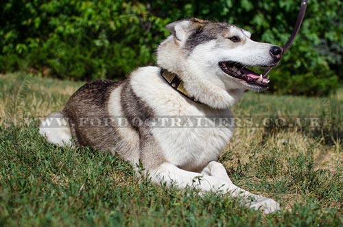 Siberian Husky Dog Collars with Brass Plates