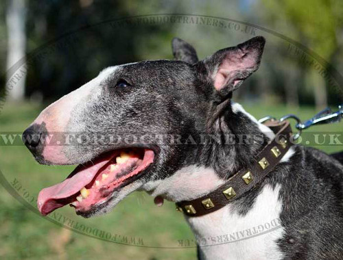 British Bull Terrier Luxury Dog Leather Collar with Brass Studs