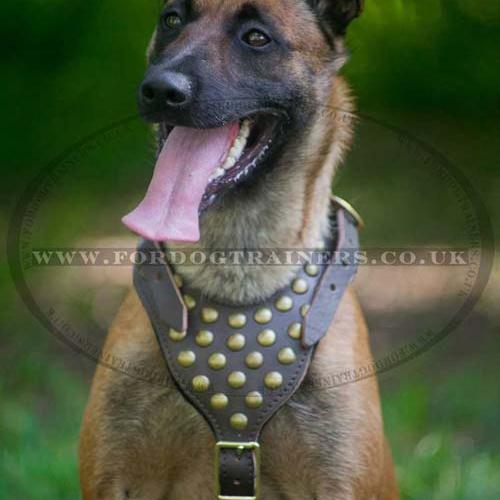 Belgian Malinois Dog Harness Super Design with Brass Studs