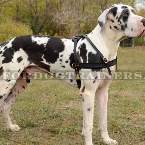 Weight Pulling, Tracking Dog Leather Harness UK